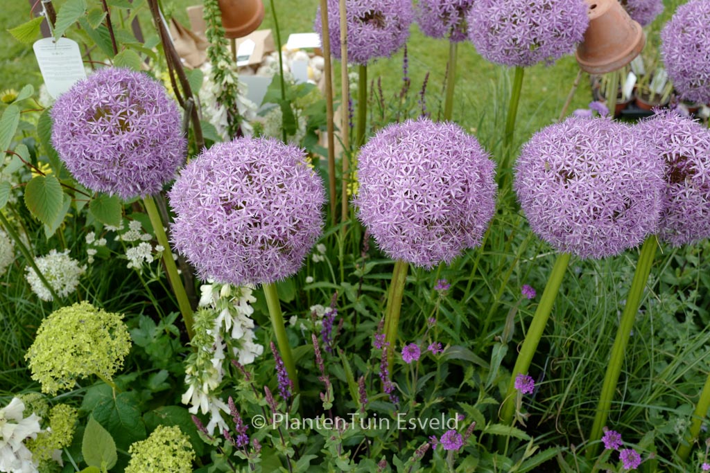 Allium ‚Globemaster‘