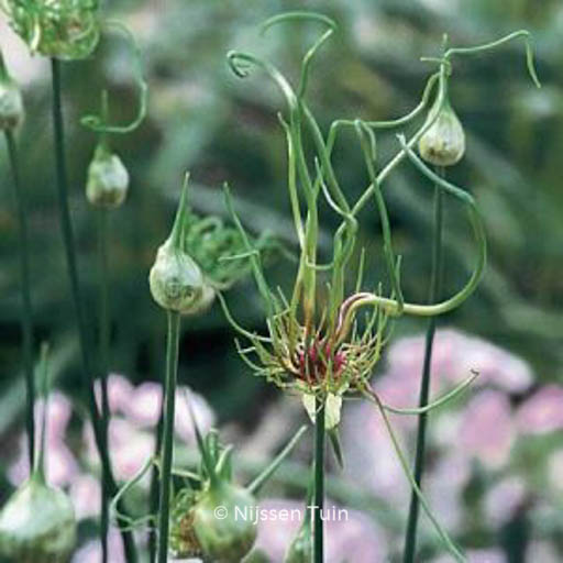 Allium ‚Hair‘