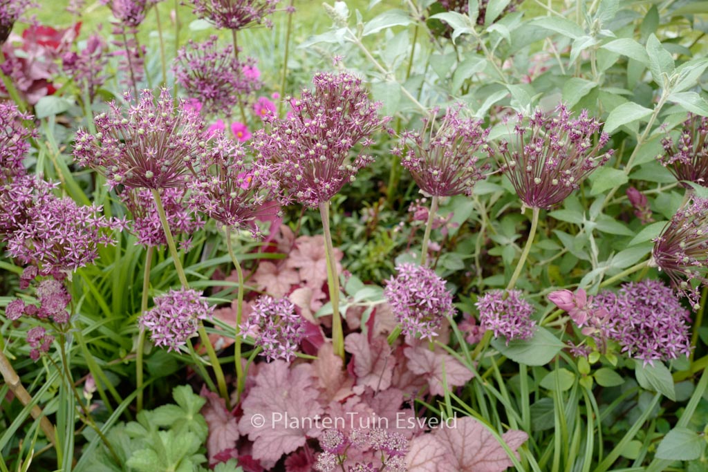 Allium ‚Miami‘