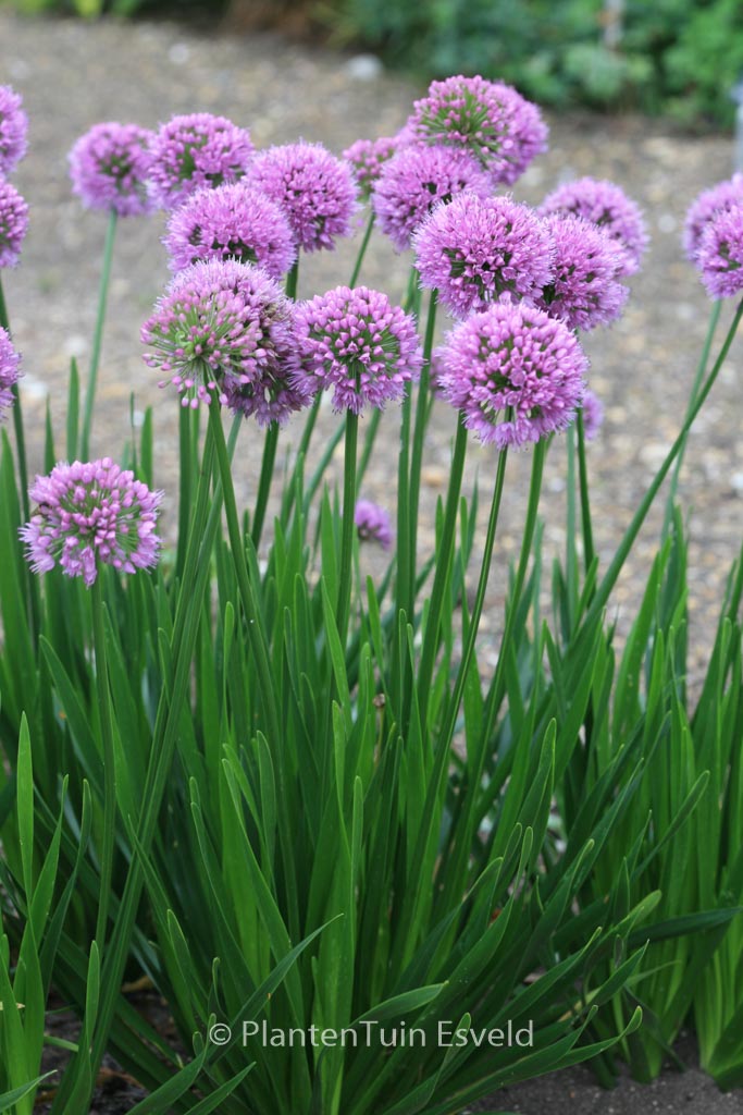Allium ‚Millennium‘