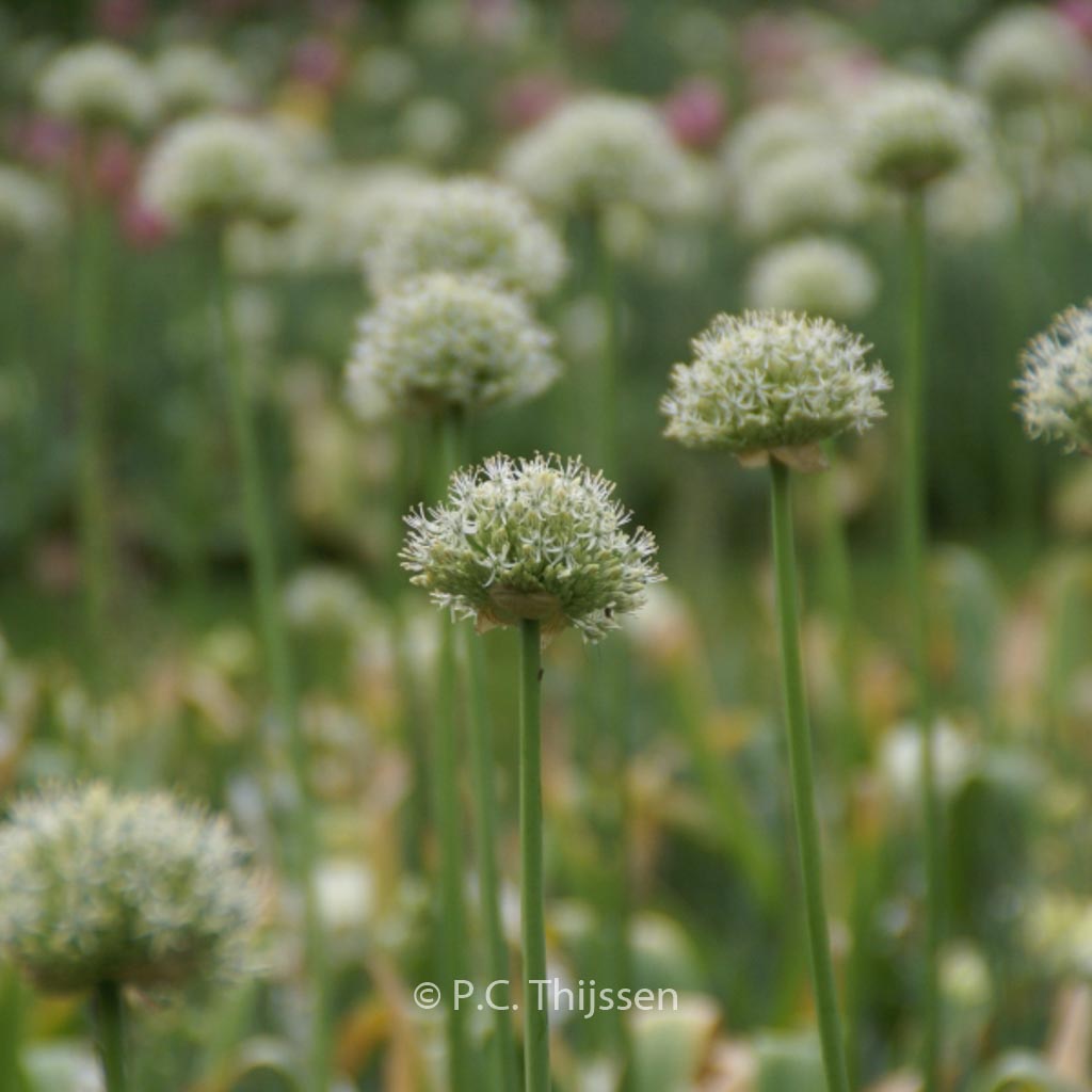 Allium ‚Mount Everest‘