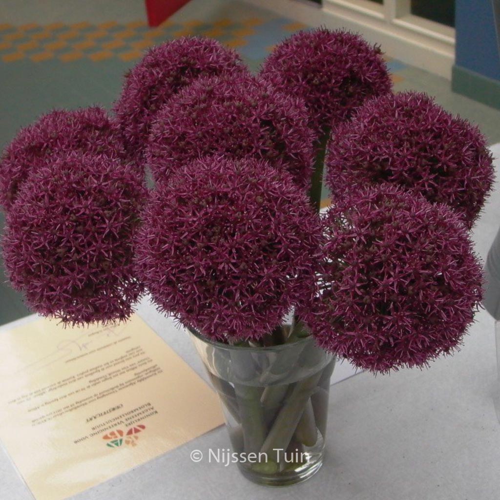 Allium ‚Ostara‘