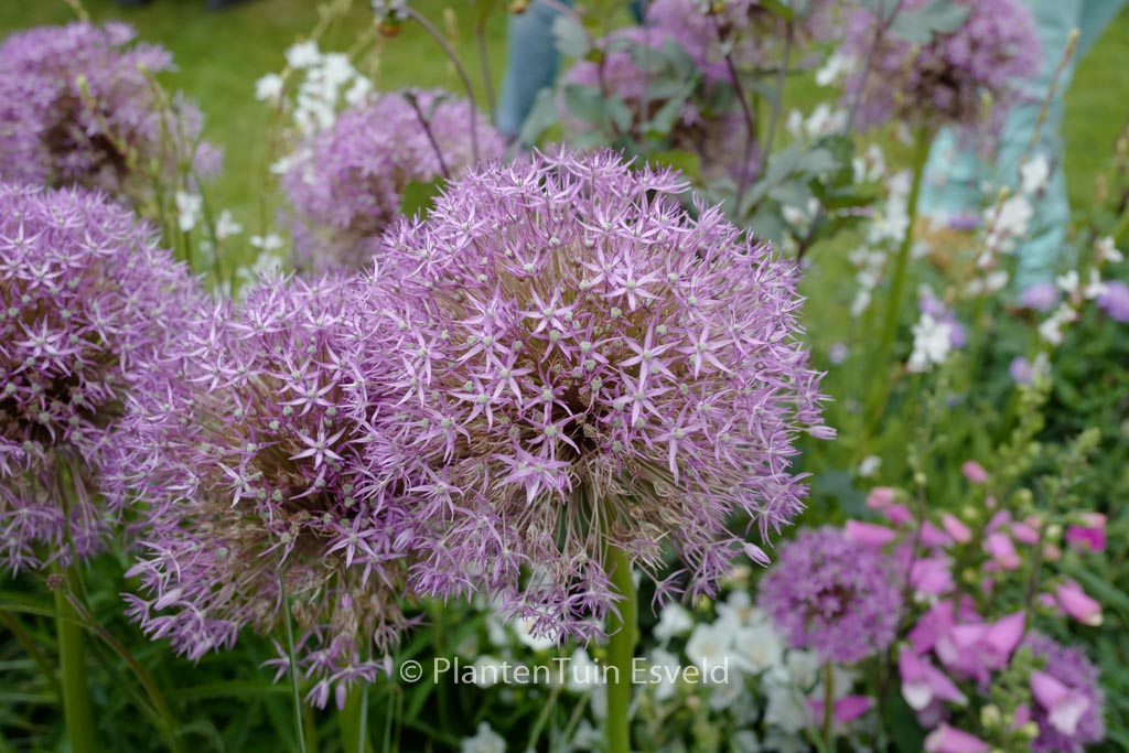 Allium ‚Pinball Wizard‘