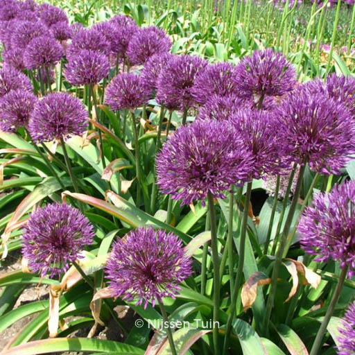 Allium ‚Powder Puff‘