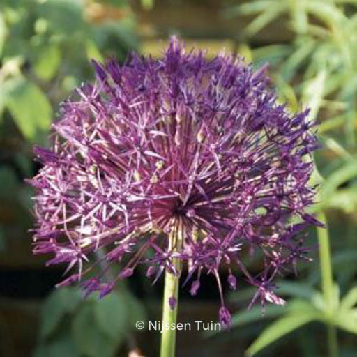 Allium ‚Purple Rain‘