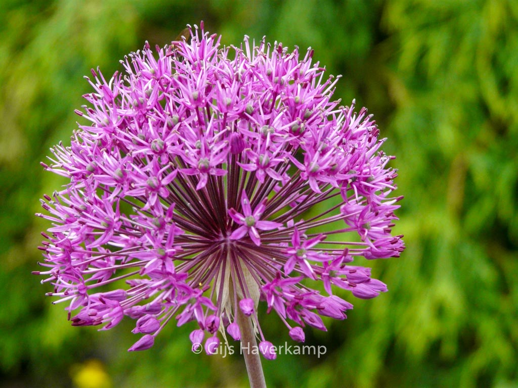 Allium ‚Purple Sensation‘