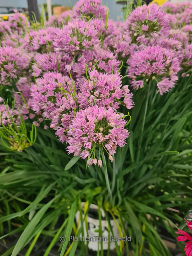 Allium ‚Serendipity‘