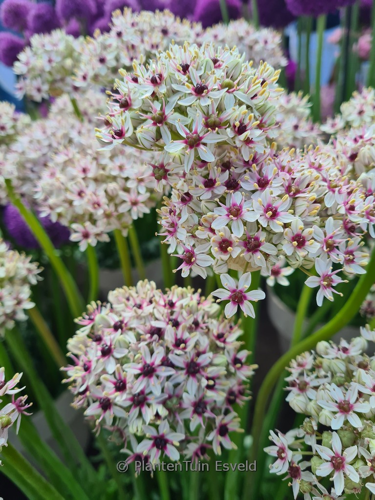 Allium ‚Silverspring‘