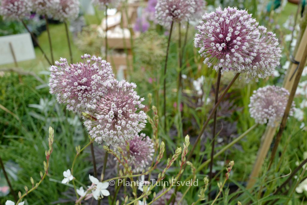 Allium ‚Summer Drummer‘