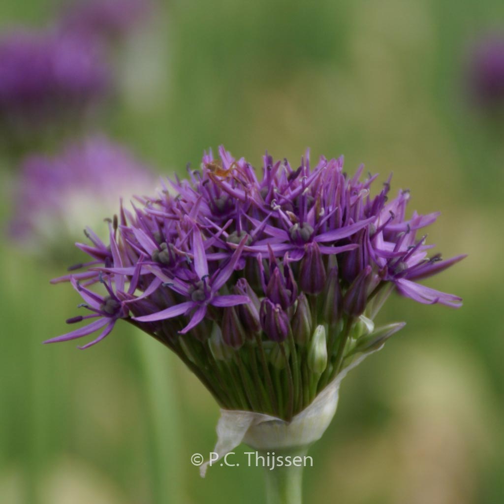 Allium ‚Violet Beauty‘