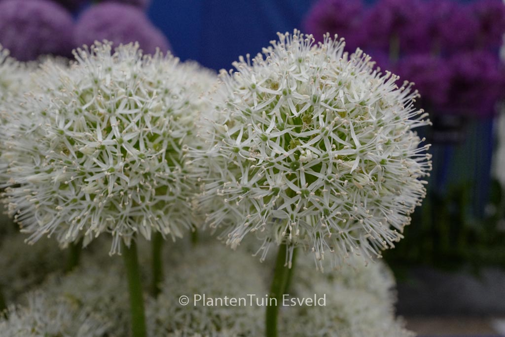 Allium ‚White Giant‘