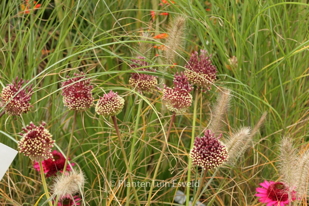 Allium amethystinum ‚Red Mohican‘