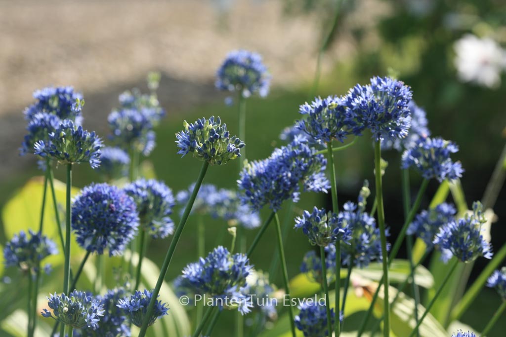 Allium caeruleum