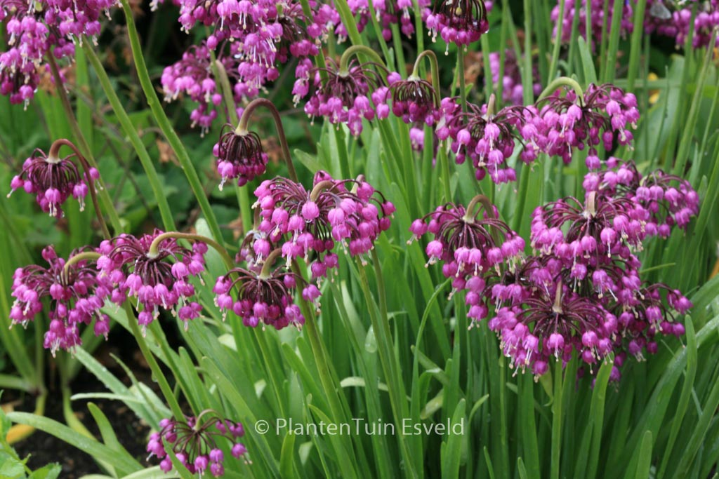 Allium cernuum