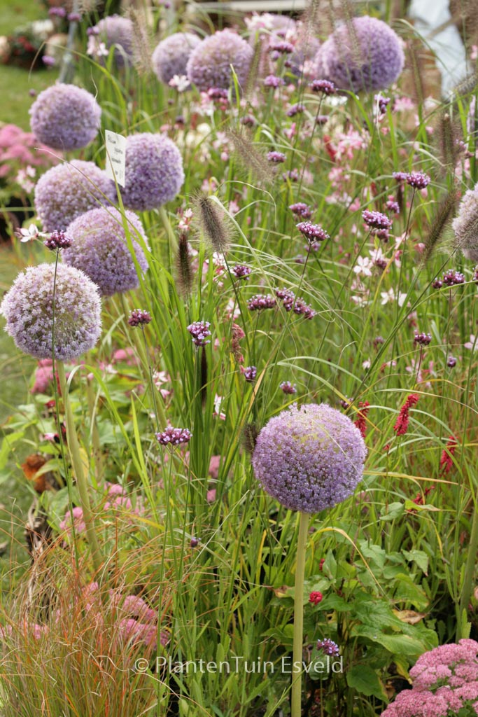 Allium giganteum