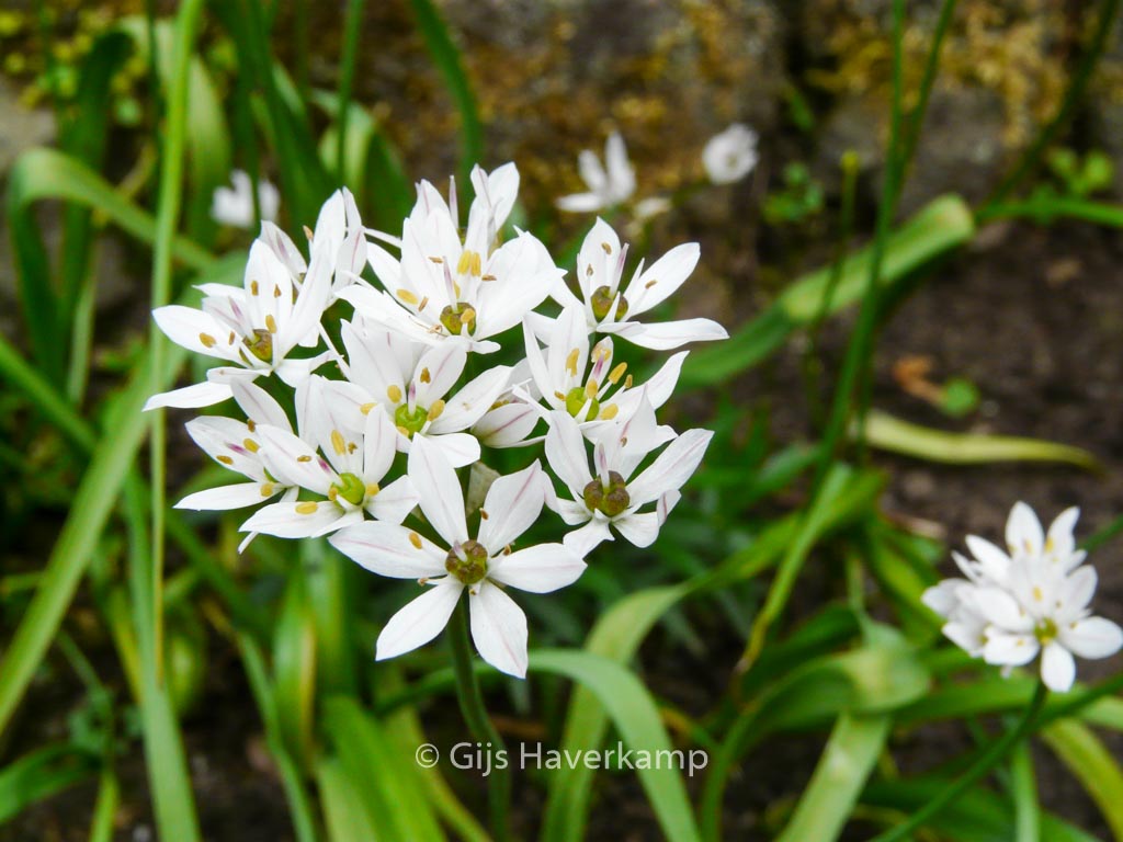 Allium neapolitanum