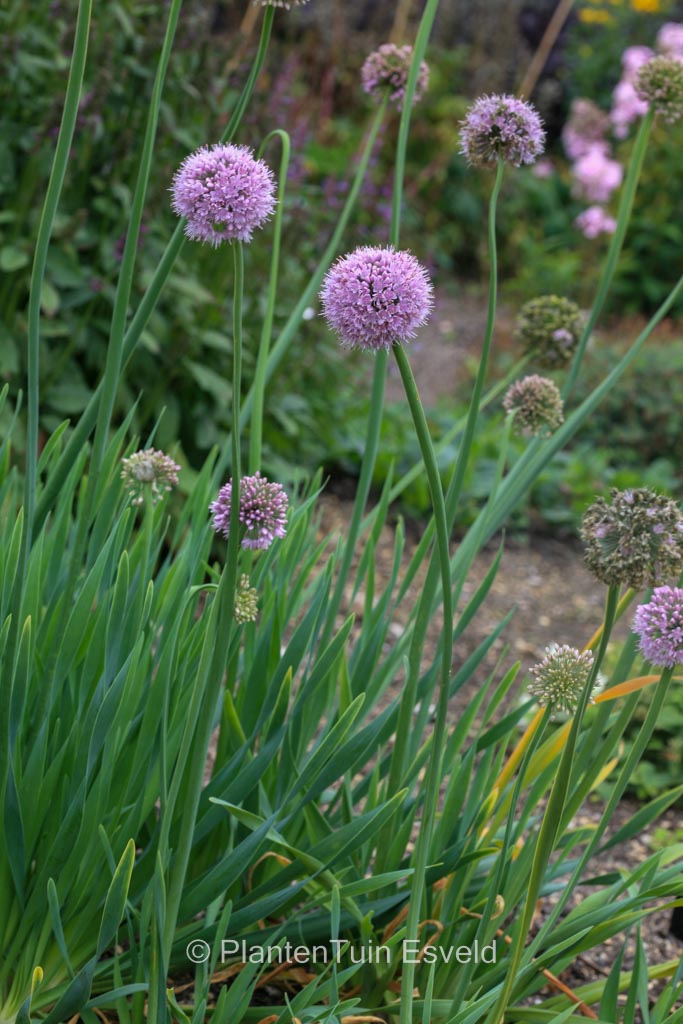 Allium nutans ‚Caroline‘
