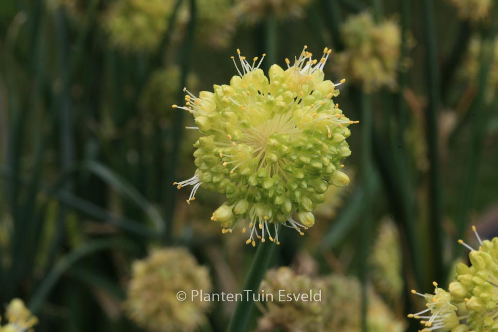 Allium obliquum