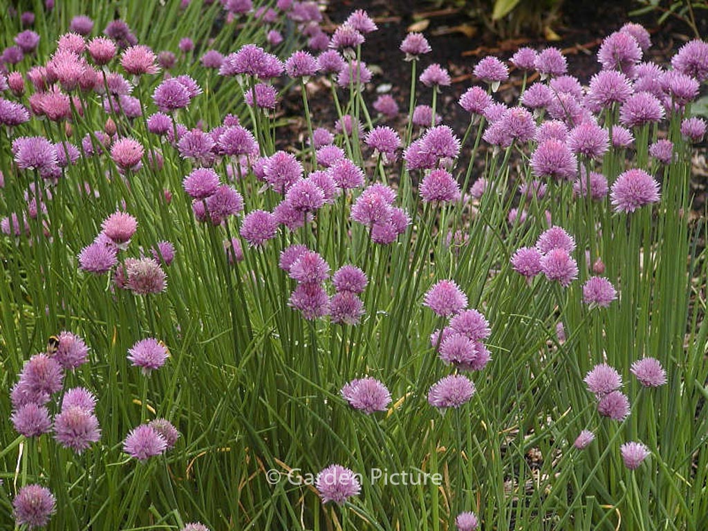 Allium schoenoprasum ‚Forescate‘