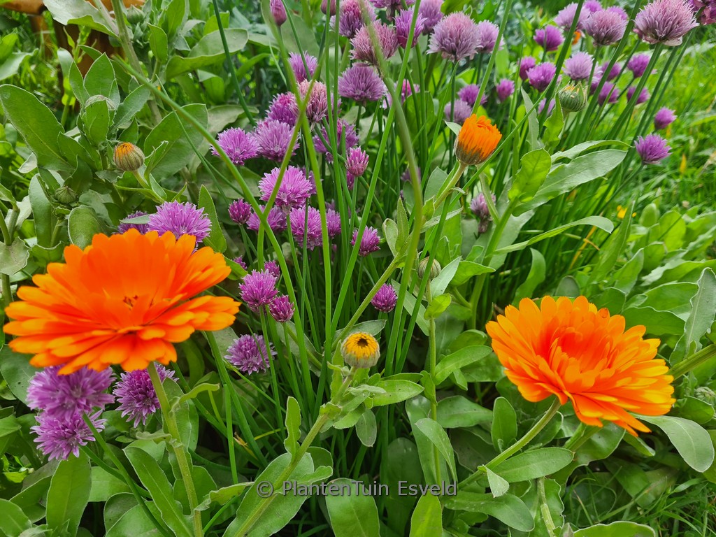 Allium schoenoprasum