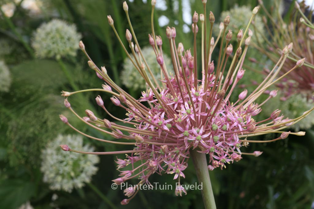 Allium schubertii