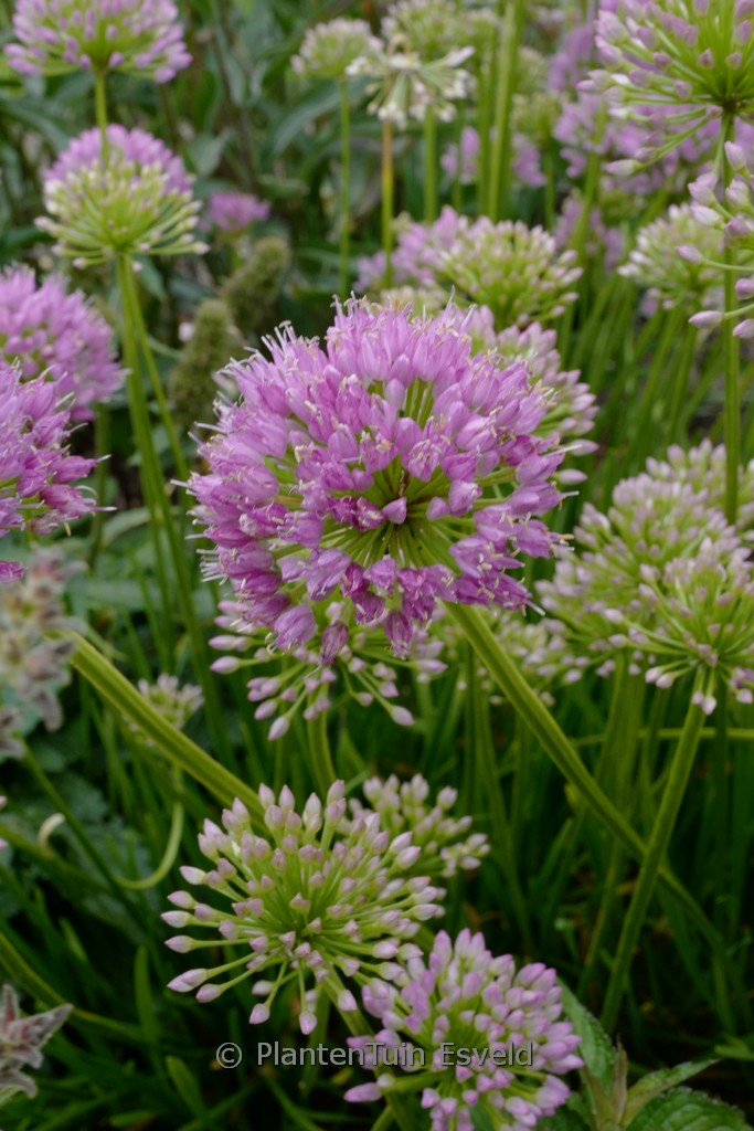 Allium senescens ‚Avatar‘