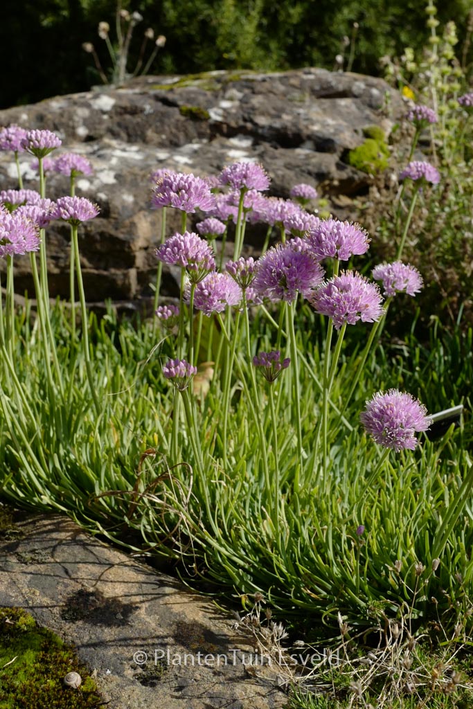 Allium senescens ‚Glaucum‘