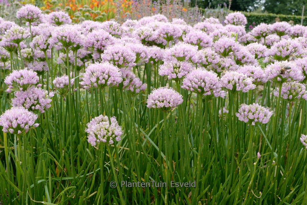 Allium senescens ‚Lisa Green‘