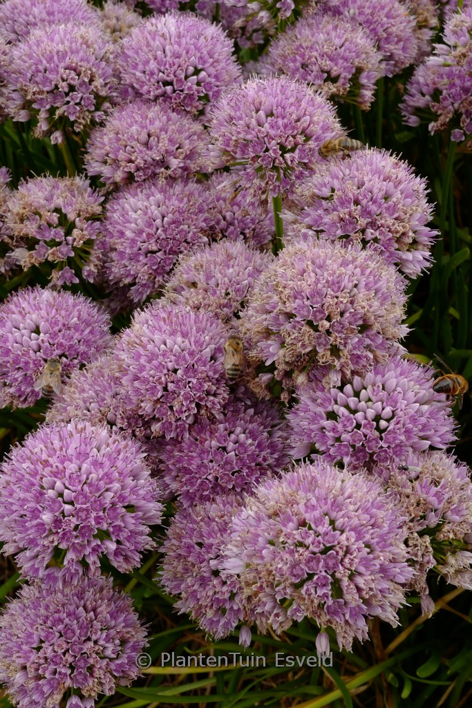 Allium senescens ‚Silver Spreader‘