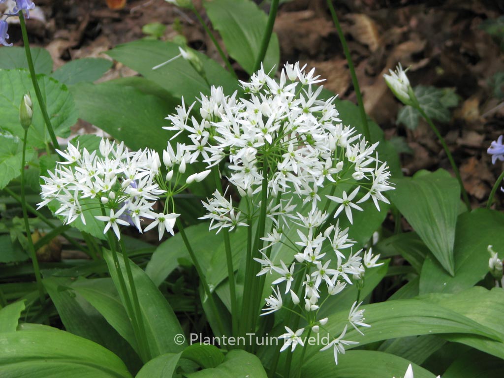 Allium ursinum