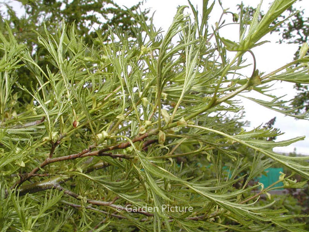 Alnus glutinosa ‚Imperialis‘
