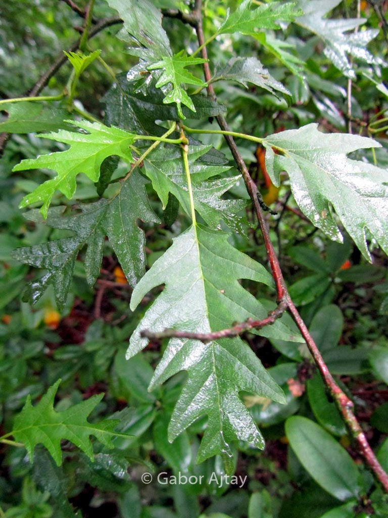 Alnus glutinosa ‚Laciniata‘