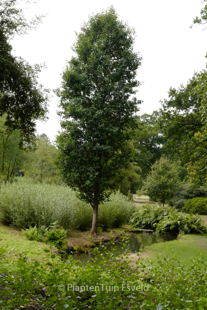 Alnus glutinosa ‚Pyramidalis‘