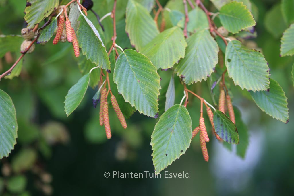 Alnus incana ‚Aurea‘