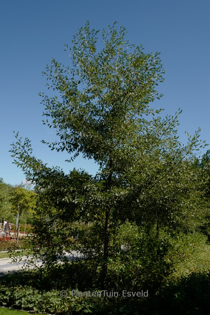 Alnus incana ‚Laciniata‘