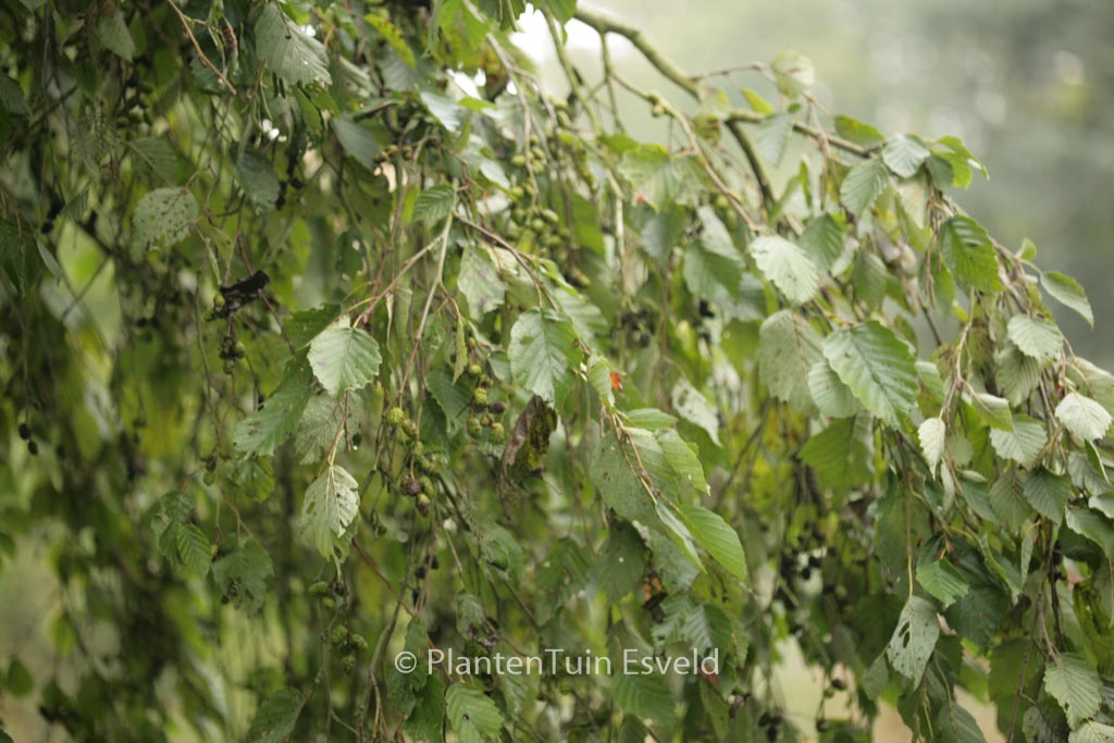 Alnus incana ‚Pendula‘