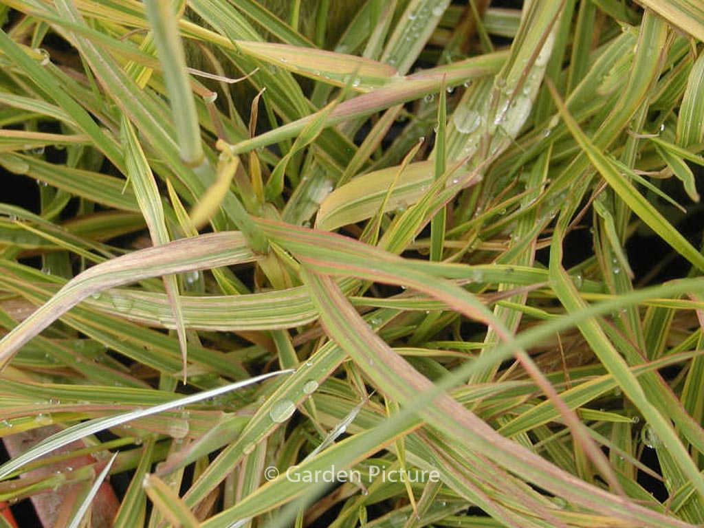 Alopecurus pratensis ‚Aureovariegatus‘