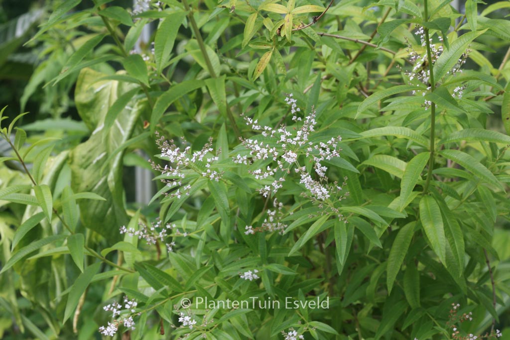 Aloysia triphylla