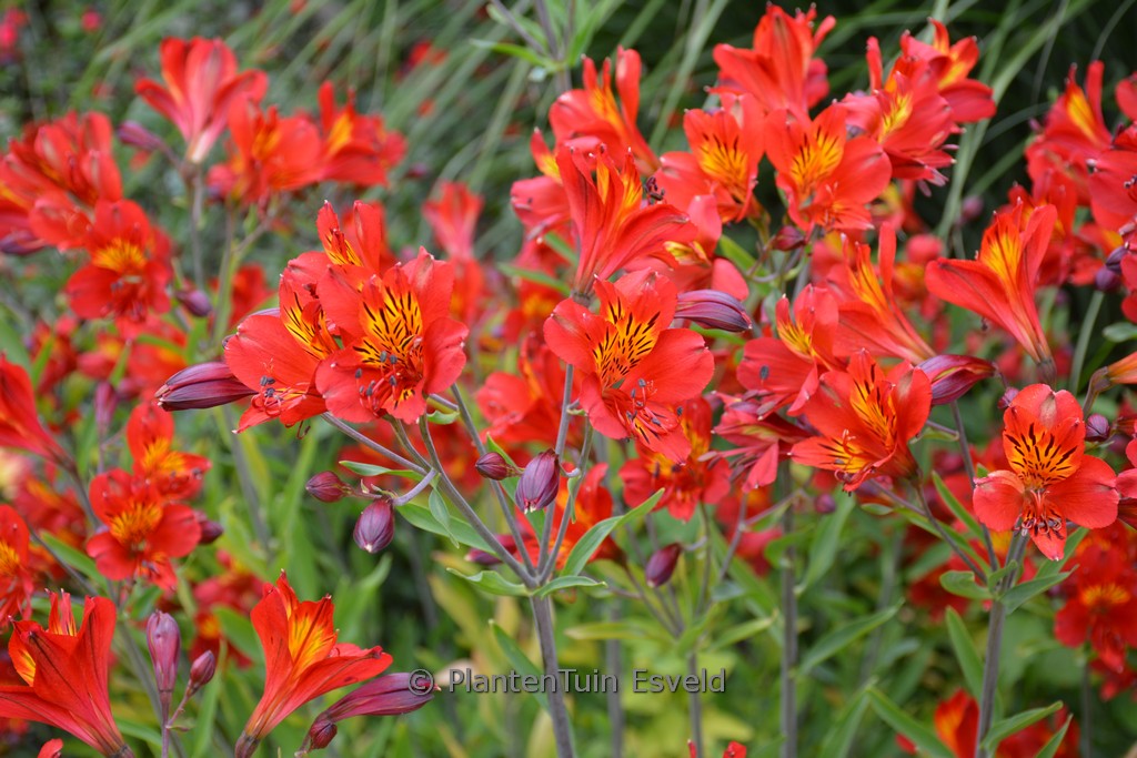 Alstroemeria ‚Mars‘