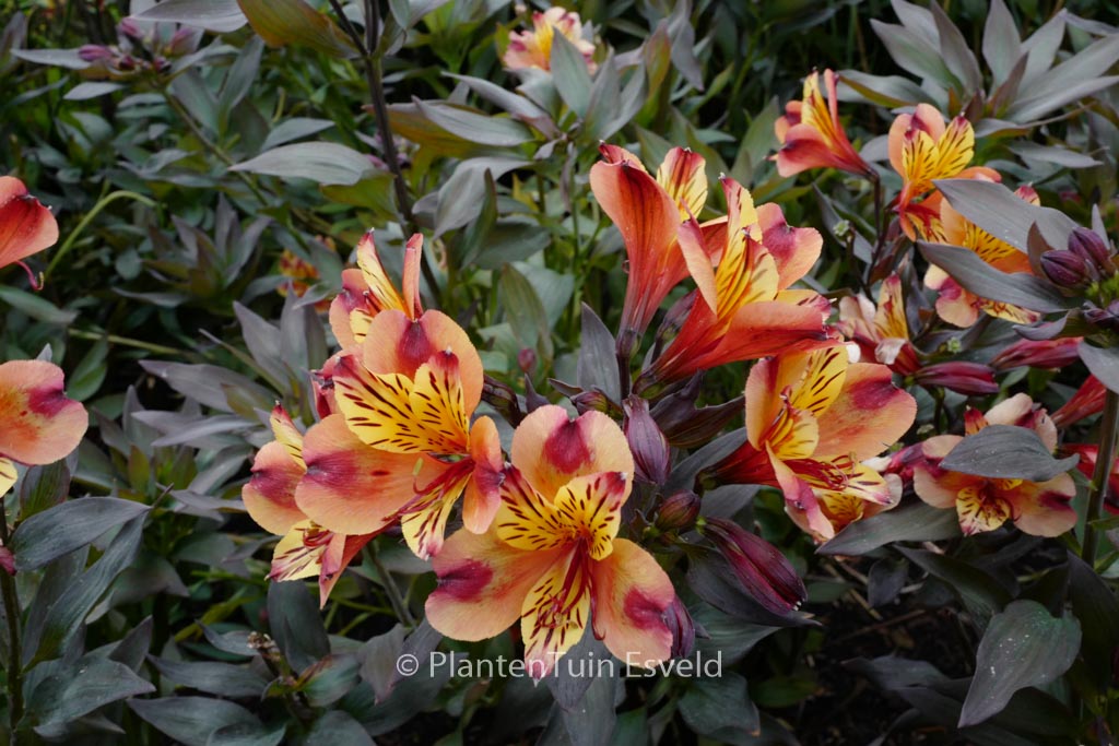 Alstroemeria ‚Tesronto‘ (INDIAN SUMMER)