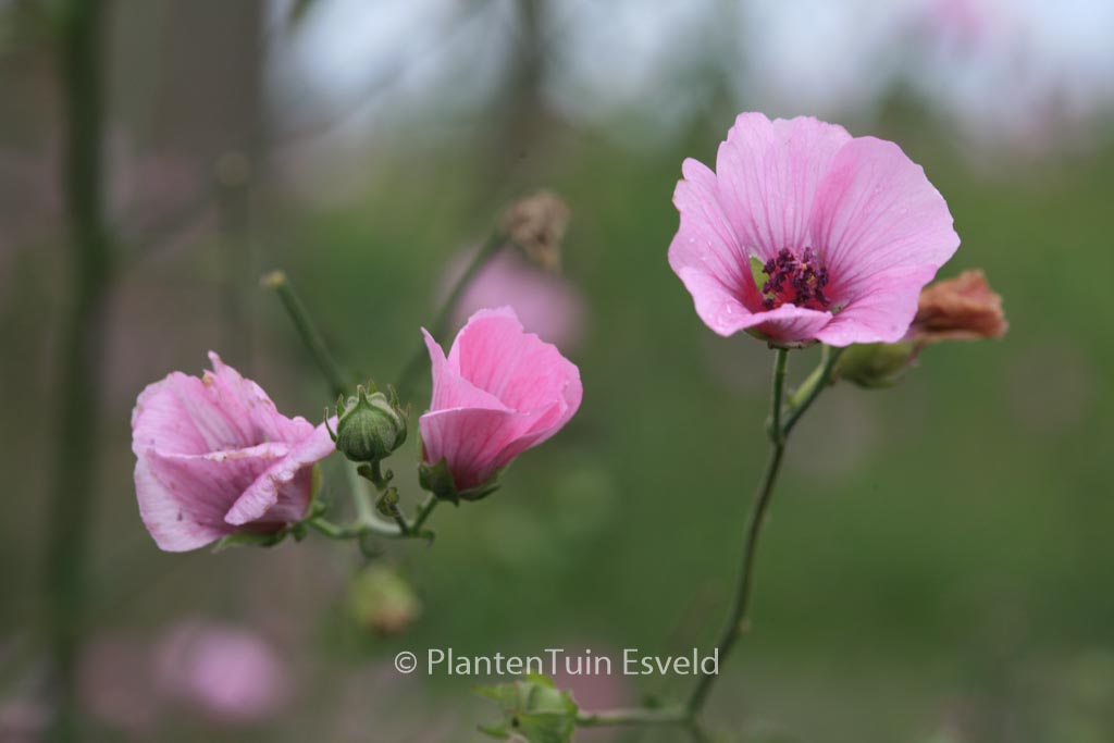 Althaea cannabina