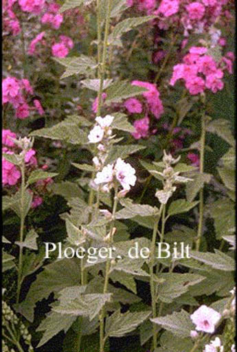 Althaea officinalis
