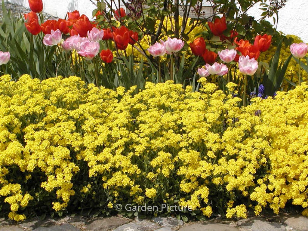 Alyssum montanum ‚Berggold‘