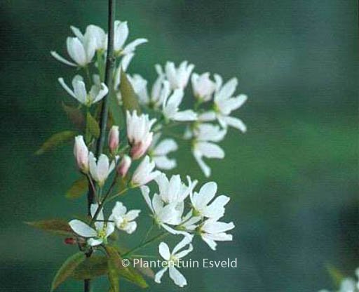 Amelanchier ‚Ballerina‘