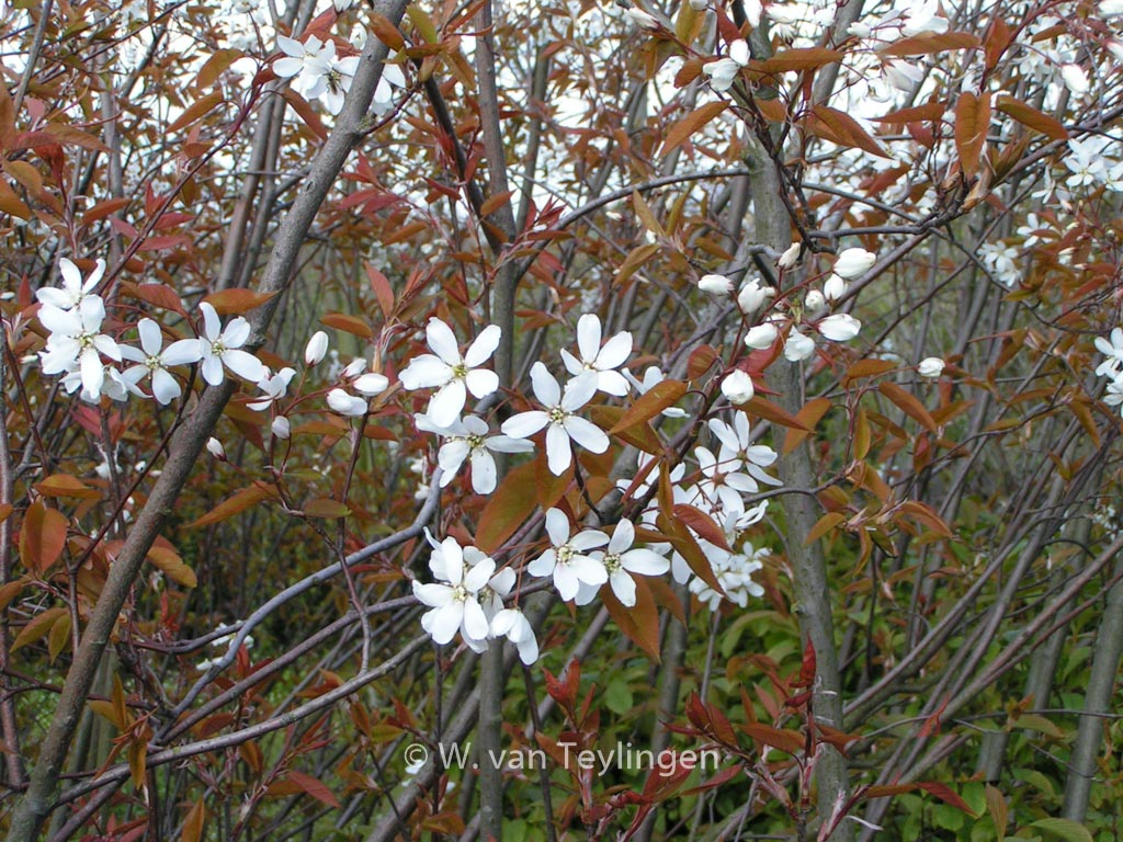 Amelanchier ‚Snowflakes‘