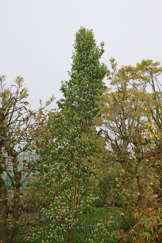 Amelanchier alnifolia ‚Obelisk‘