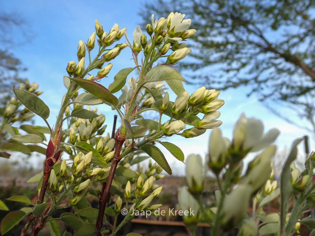 Amelanchier alnifolia ‚Saskatoon Berry‘
