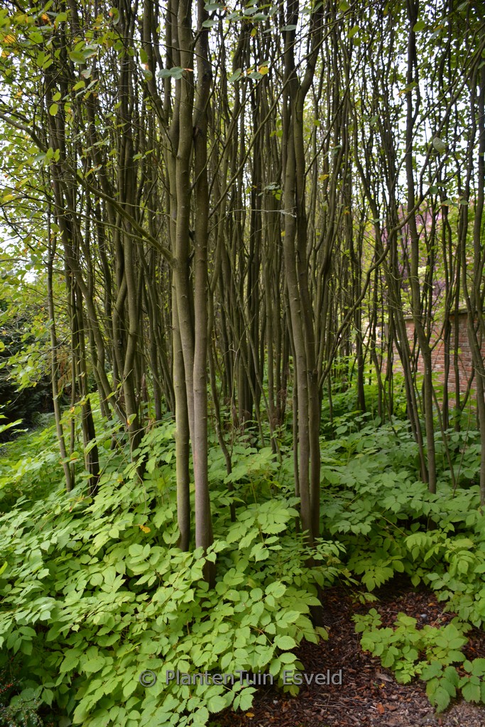 Amelanchier arborea ‚Robin Hill‘