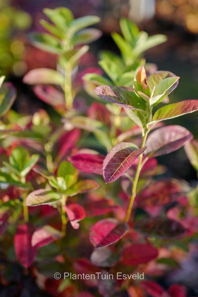 Amelanchier canadensis ‚October Flame‘