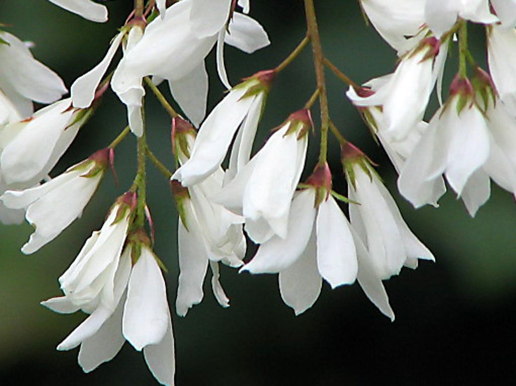 Amelanchier laevis